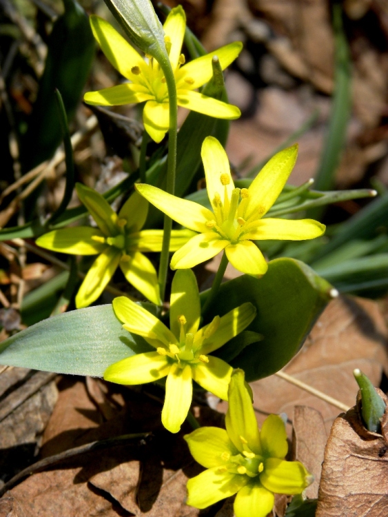 Gagea lutea / Gagea gialla